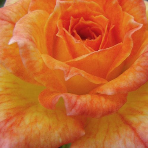 Růže eshop - Oranžová - Mini růže - intenzivní - Rosa  Baby Darling™ - Ralph S. Moore - Vhodná na lemování záhonů, vynikající odrůda mini růže kvetoucí téměř celou sezónu, květy vydrží dlouho kvést.